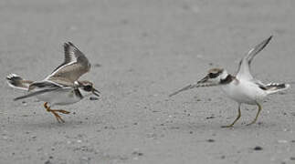 Common Ringed Plover