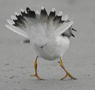 Common Ringed Plover