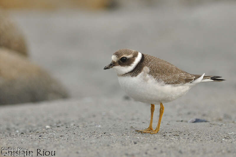 Common Ringed Ploverjuvenile, identification