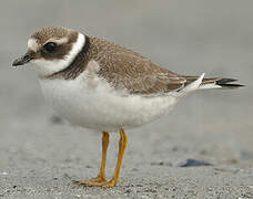 Common Ringed Plover