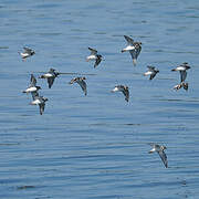 Common Ringed Plover