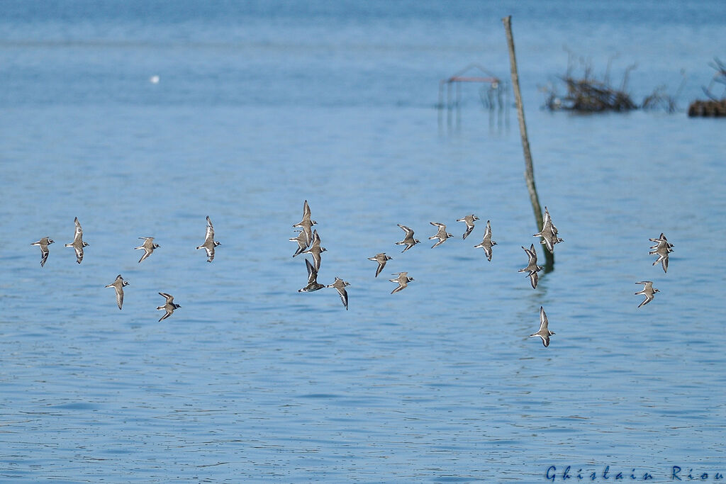 Common Ringed Plover