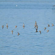 Common Ringed Plover