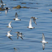 Common Ringed Plover