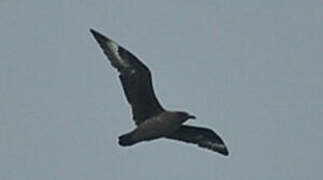 Great Skua