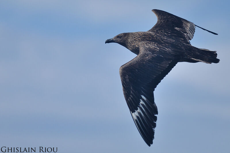 Great Skua