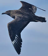 Great Skua