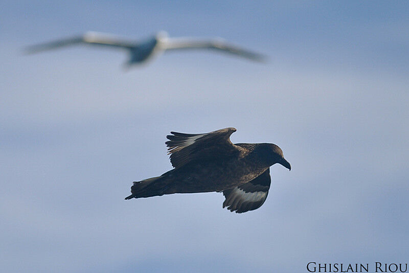 Great Skua