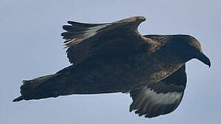 Great Skua