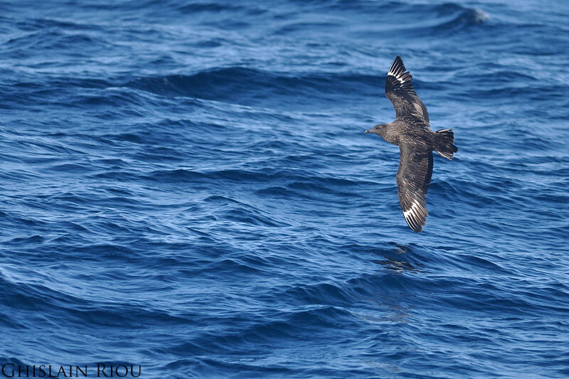 Great Skua