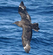 Great Skua