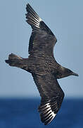 Great Skua