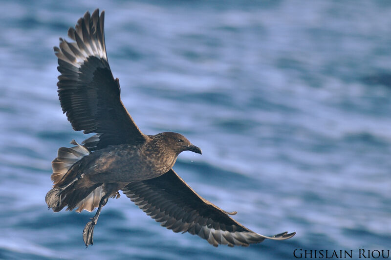 Great Skua