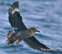 Great Skua