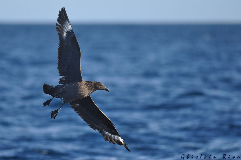 Great Skua