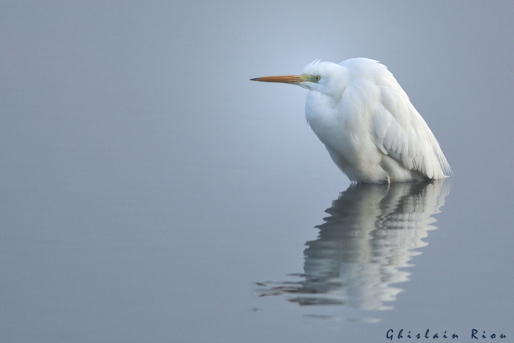 Great Egret