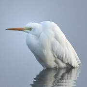 Grande Aigrette