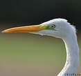 Grande Aigrette