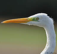 Great Egret