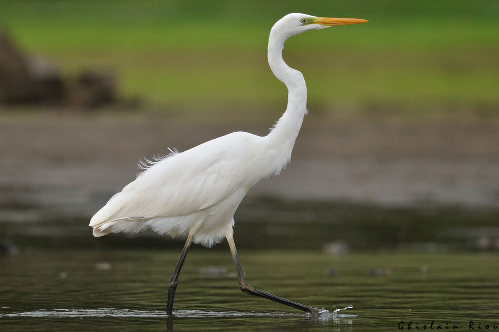 Grande Aigrette