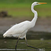 Great Egret