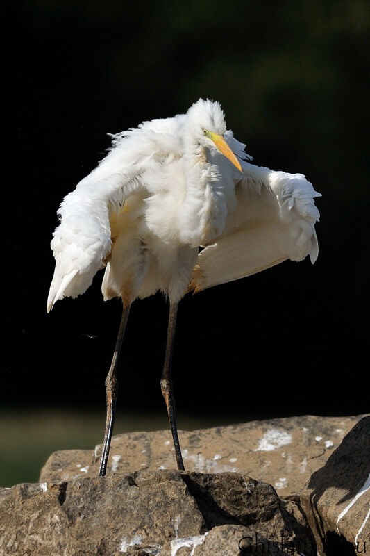 Grande Aigrette