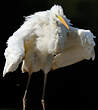 Grande Aigrette