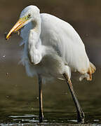 Grande Aigrette