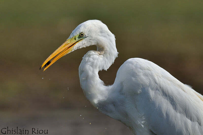 Grande Aigrette