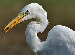 Grande Aigrette