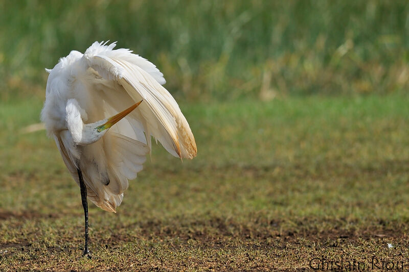 Great Egret