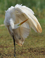 Grande Aigrette