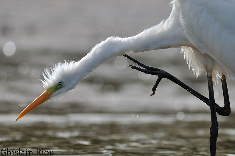 Grande Aigrette