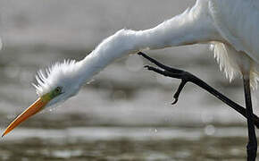 Great Egret