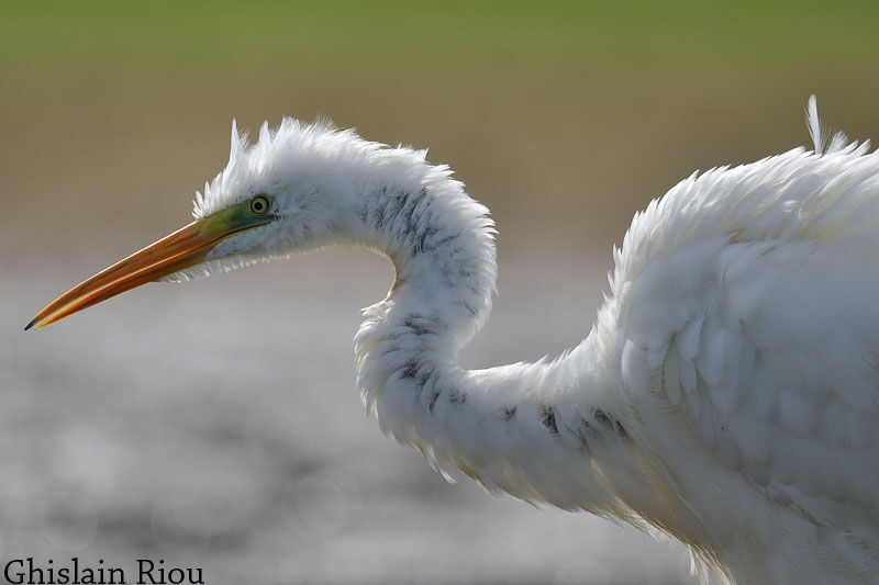 Great Egret