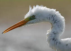 Grande Aigrette