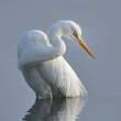 Grande Aigrette