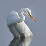 Grande Aigrette