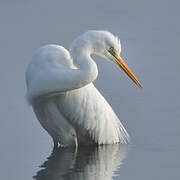 Great Egret