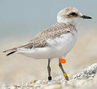 Kentish Plover