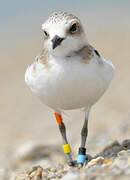 Kentish Plover