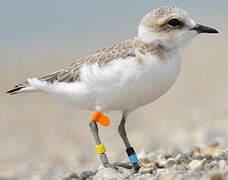 Kentish Plover