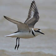 Kentish Plover