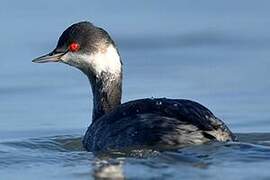 Black-necked Grebe