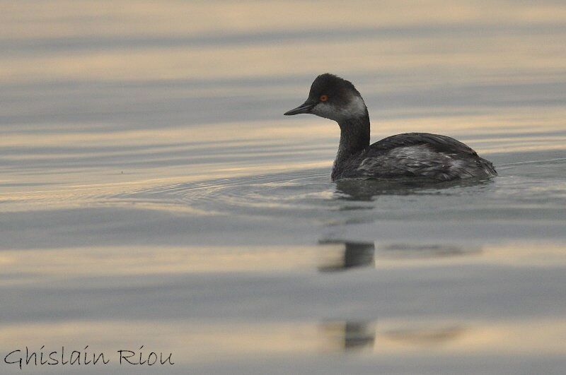 Black-necked Grebe