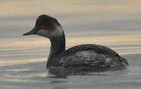 Black-necked Grebe