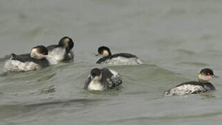 Black-necked Grebe