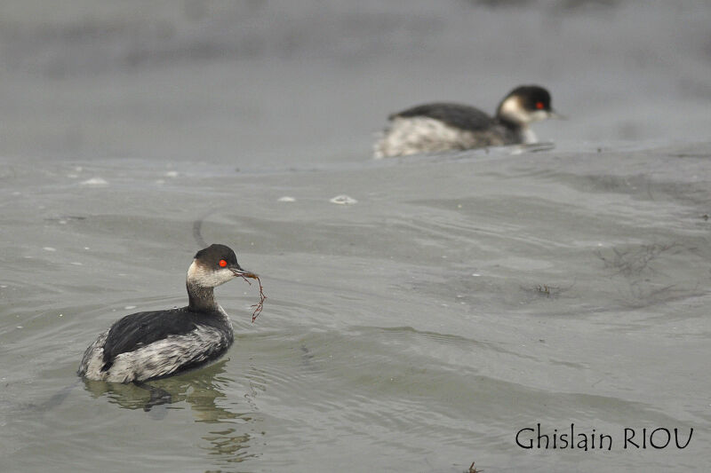 Black-necked Grebe