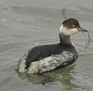 Black-necked Grebe