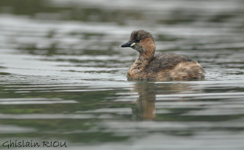 Little Grebe